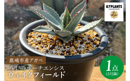 ブルーベリー アガベ【ジョーホーク大株１株鉢ごと発送】 鹿嶋市産アガベ！パリー・ホーチエンシス『ウェイクフィールド