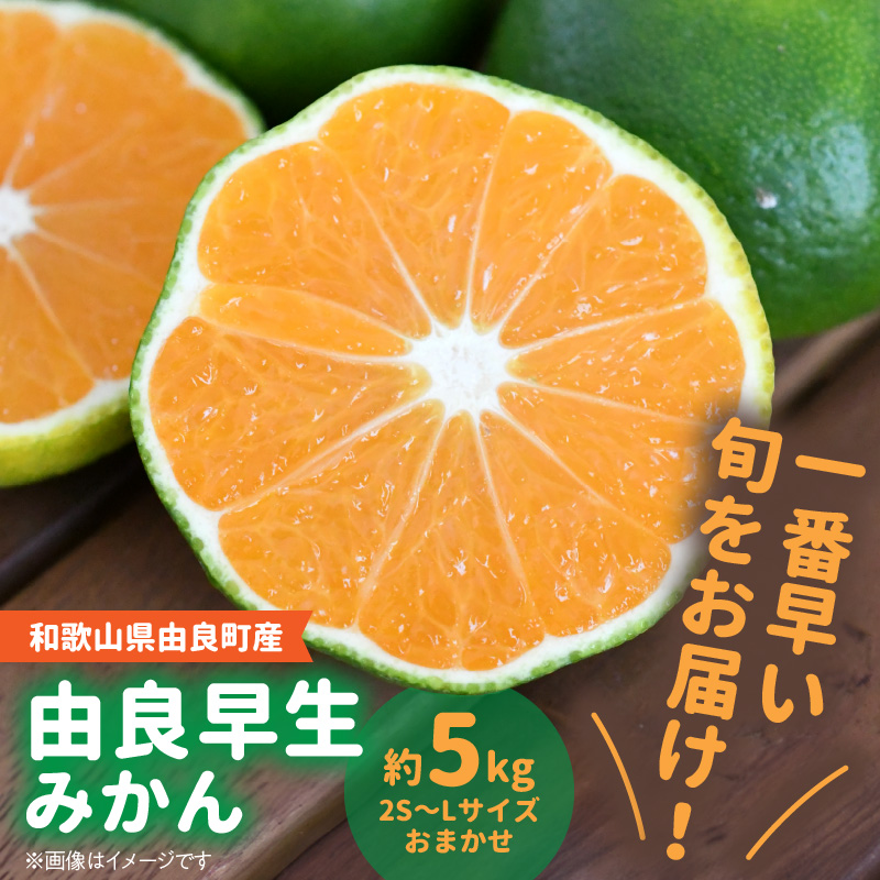 BB6041n_和歌山由良町産 由良早生みかん 約5kg (L～2Sサイズおまかせ