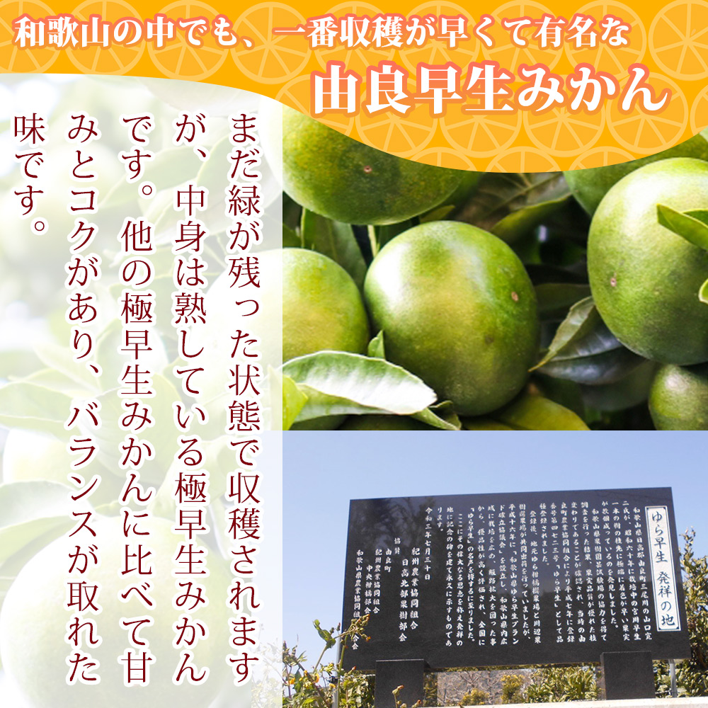 ちび真理　和歌山県産ゆら早生みかん青秀2S5kg、S10kg 和田果樹園のゆら早生みかん 青秀2Sサイズ 5kg | 和田果樹園