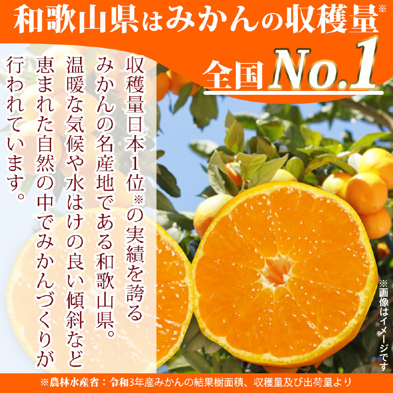 BB6041n_和歌山由良町産 由良早生みかん 約5kg (L～2Sサイズ