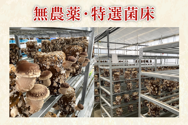 特選菌床生しいたけ1kg【椎茸 シイタケ 肉厚 無農薬】(CE202)