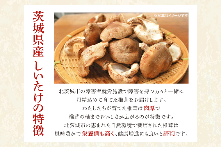 特選菌床生しいたけ1kg【椎茸 シイタケ 肉厚 無農薬】(CE202)