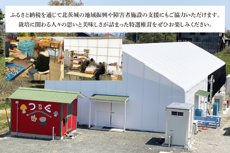 特選菌床生しいたけ1kg【椎茸 シイタケ 肉厚 無農薬】(CE202)