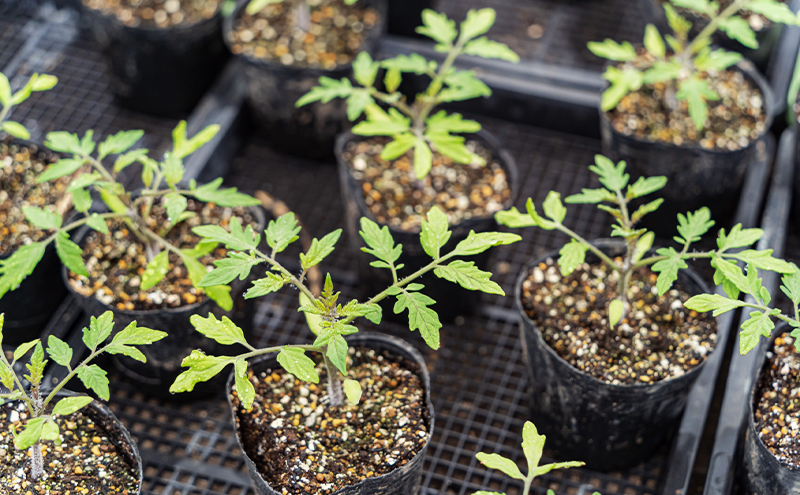 【2026年夏発送】ふらの ミニトマト 1kg（品種：ほれまる）北海道 富良野市 野菜 新鮮 直送 トマト 道産 ふらの 送料無料 数量限定 先着順