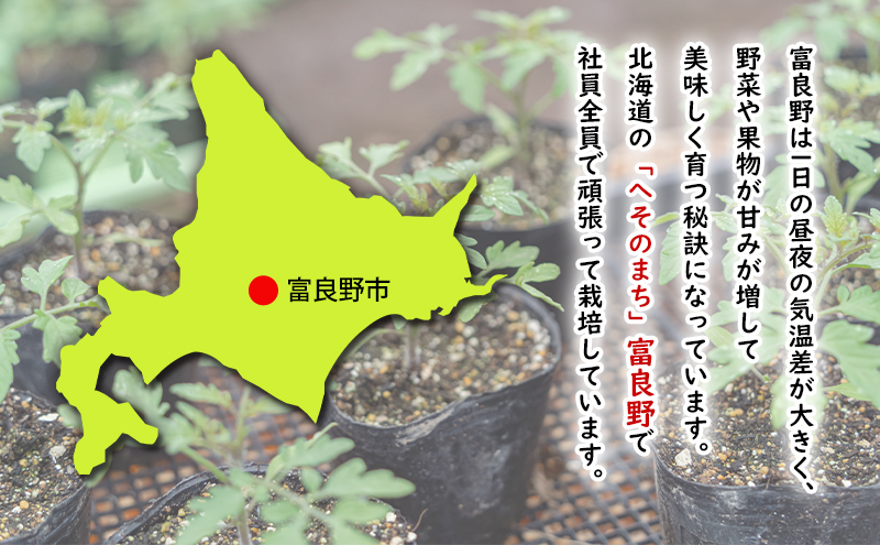 【2026年夏発送】ふらの ミニトマト 1kg（品種：ラブリーさくら）北海道 富良野市 野菜 新鮮 直送 トマト 道産 ふらの 送料無料 数量限定 先着順