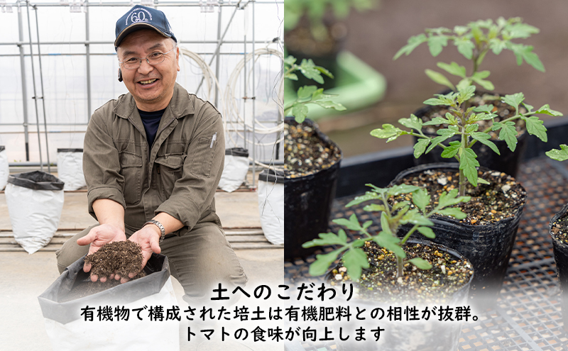【2026年夏発送】ふらの ミニトマト 3kg（品種：ラブリーさくら）北海道 富良野市 野菜 新鮮 直送 トマト 道産 ふらの 送料無料 数量限定 先着順
