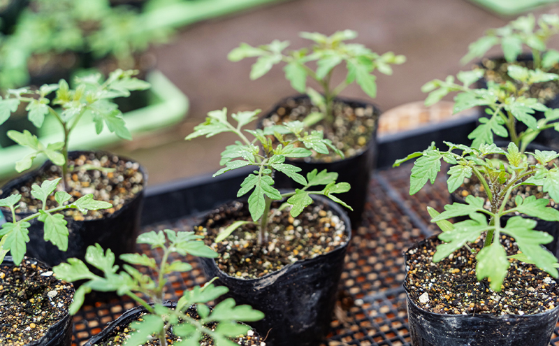 【2026年夏発送】ふらの ミニトマト 3kg（品種：ラブリーさくら）北海道 富良野市 野菜 新鮮 直送 トマト 道産 ふらの 送料無料 数量限定 先着順