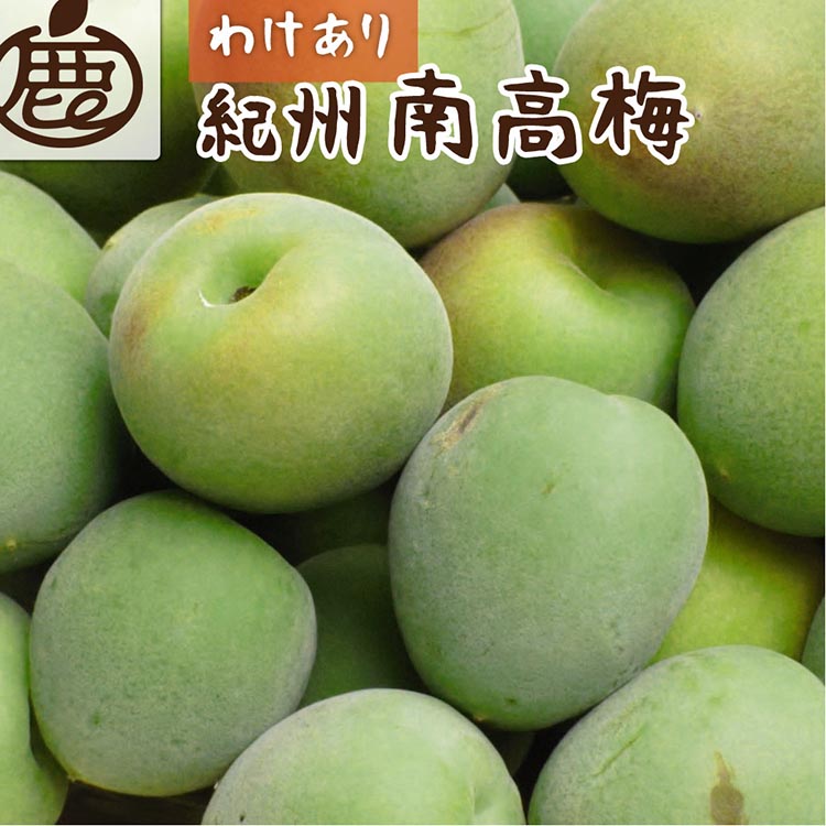 【和歌山県美浜町】<6月発送> 家庭用 紀州南高梅(青梅)10kg+250g(傷み補償分)〇【朝摘み・とれたて直送便】【梅干し・梅酒・梅ジュース】【和歌山産】