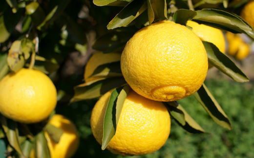 【さわやか柑橘】和歌山県産はるかみかん約4.5kg（サイズ混合　ご家庭用）※2026年2月下旬～3月下旬頃に順次発送予定