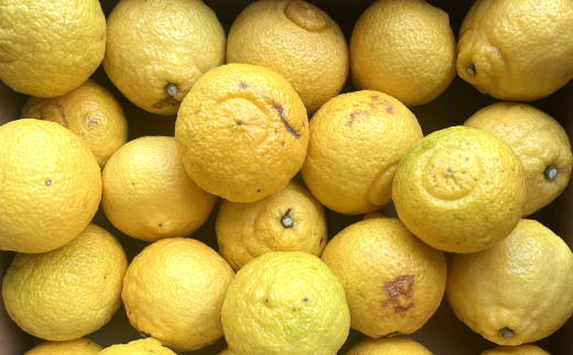 【さわやか柑橘】和歌山県産はるかみかん約4.5kg（サイズ混合　ご家庭用）※2026年2月下旬～3月下旬頃に順次発送予定