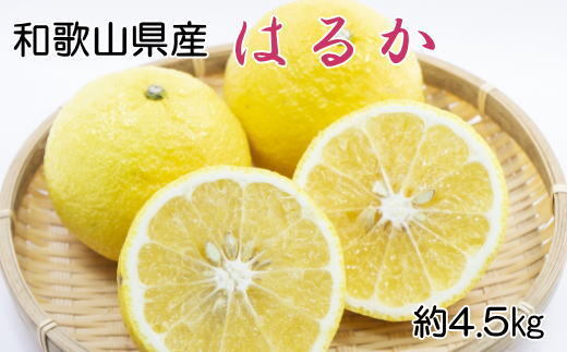 kazuharu　みかん7はるか3ぽんかん2 はるか みかんのおすすめ人気ランキングTOP100 - Yahoo!ショッピング