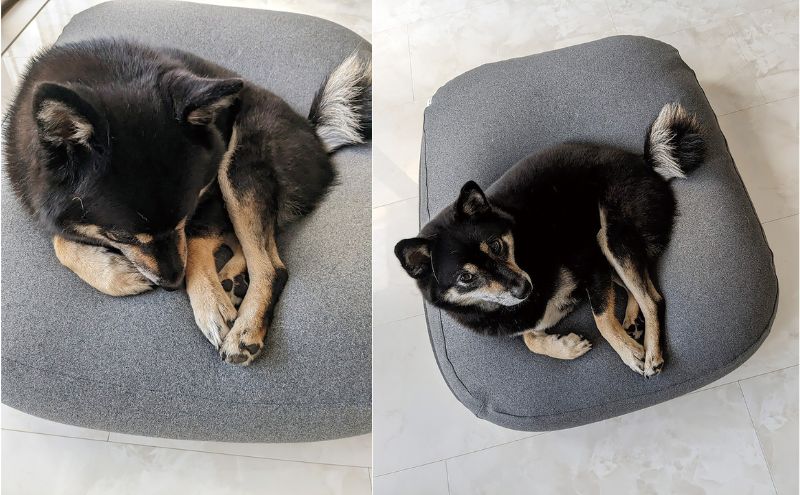 ペットソファー 雲にのる ペットソファ スクエア 本体 Sサイズ カバー 付き 防水 ペットベッド ソファー ソファ クッション ペット ペット用品 犬 猫 インテリア 日用品 雑貨 MOGU mogu 兵庫県 兵庫 