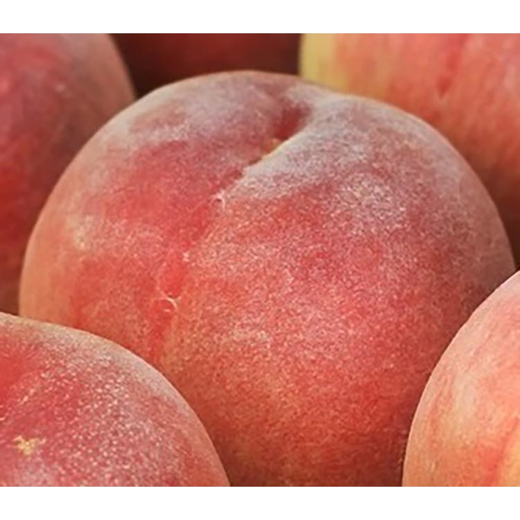 和歌山の厳選白桃 約0.75kg ｜ 白鳳・清水白桃・川中島・もも・はくとう【化粧箱入り】 ※北海道・沖縄・離島への配送不可 ※2026年7月上旬～7月下旬頃に順次発送予定