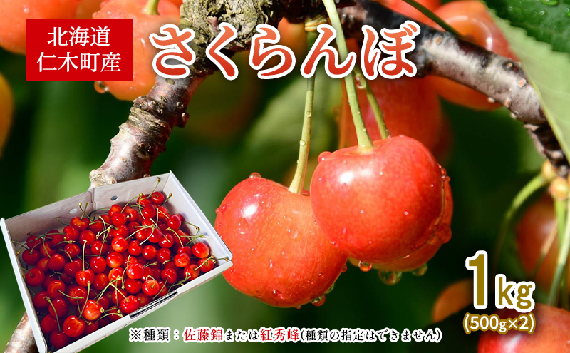 先行受付 北海道 仁木町産 さくらんぼ 1kg （500g×2） 佐藤錦または紅秀峰 果樹 サクランボ チェリー フルーツ 果物 果物類 ギフト 仁木町 仁木 [くくり農園]