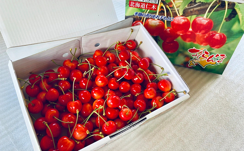 先行受付 北海道 仁木町産 さくらんぼ 1kg （500g×2） 佐藤錦または紅秀峰 果樹 サクランボ チェリー フルーツ 果物 果物類 ギフト 仁木町 仁木 [くくり農園]