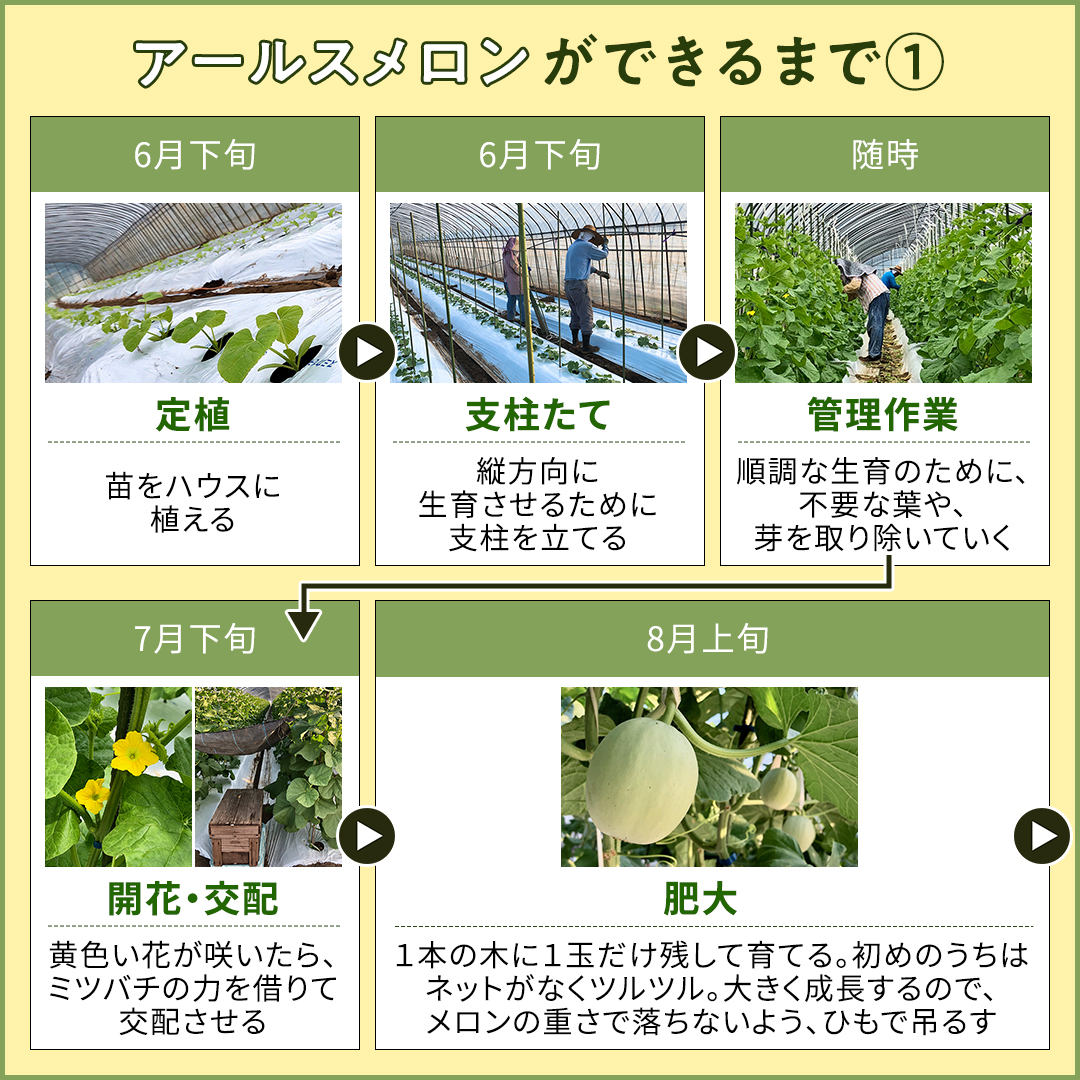 茨城県筑西市のふるさと納税 完熟 アールスメロン 2玉 2025年産 先行予約 メロン マスクメロン 青肉 果物 フルーツ 茨城県産 期間限定 数量限定 [AF003ci]