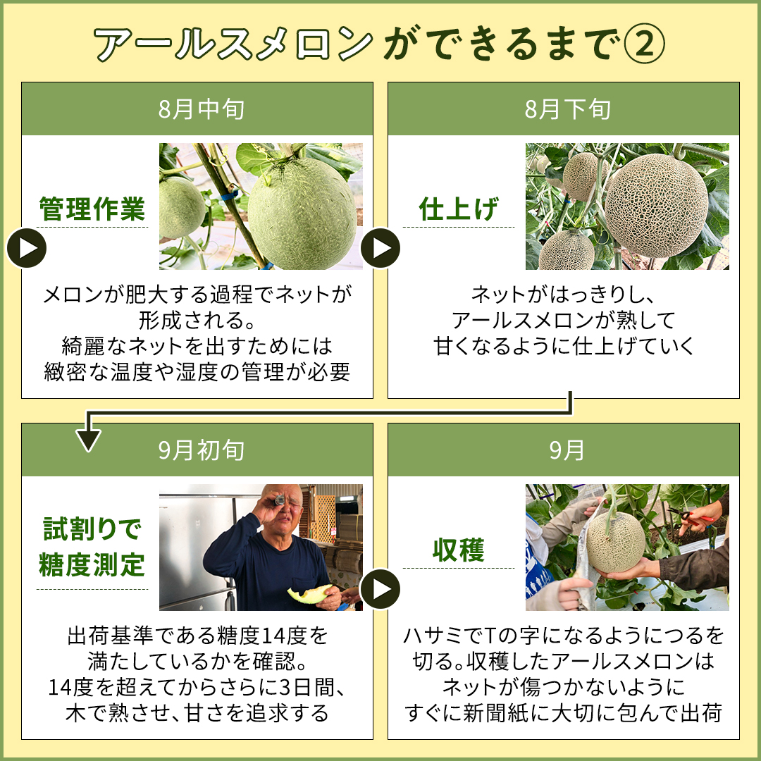 茨城県筑西市のふるさと納税 完熟 アールスメロン 2玉 2025年産 先行予約 メロン マスクメロン 青肉 果物 フルーツ 茨城県産 期間限定 数量限定 [AF003ci]