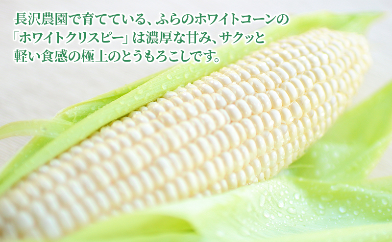 【先行受付  2026年発送】ふらのホワイトコーン 計 2.8kg 以上 (8～9本入) 白 とうもろこし ホワイトクリスピー 野菜 北海道 富良野 ギフト 長沢農園 