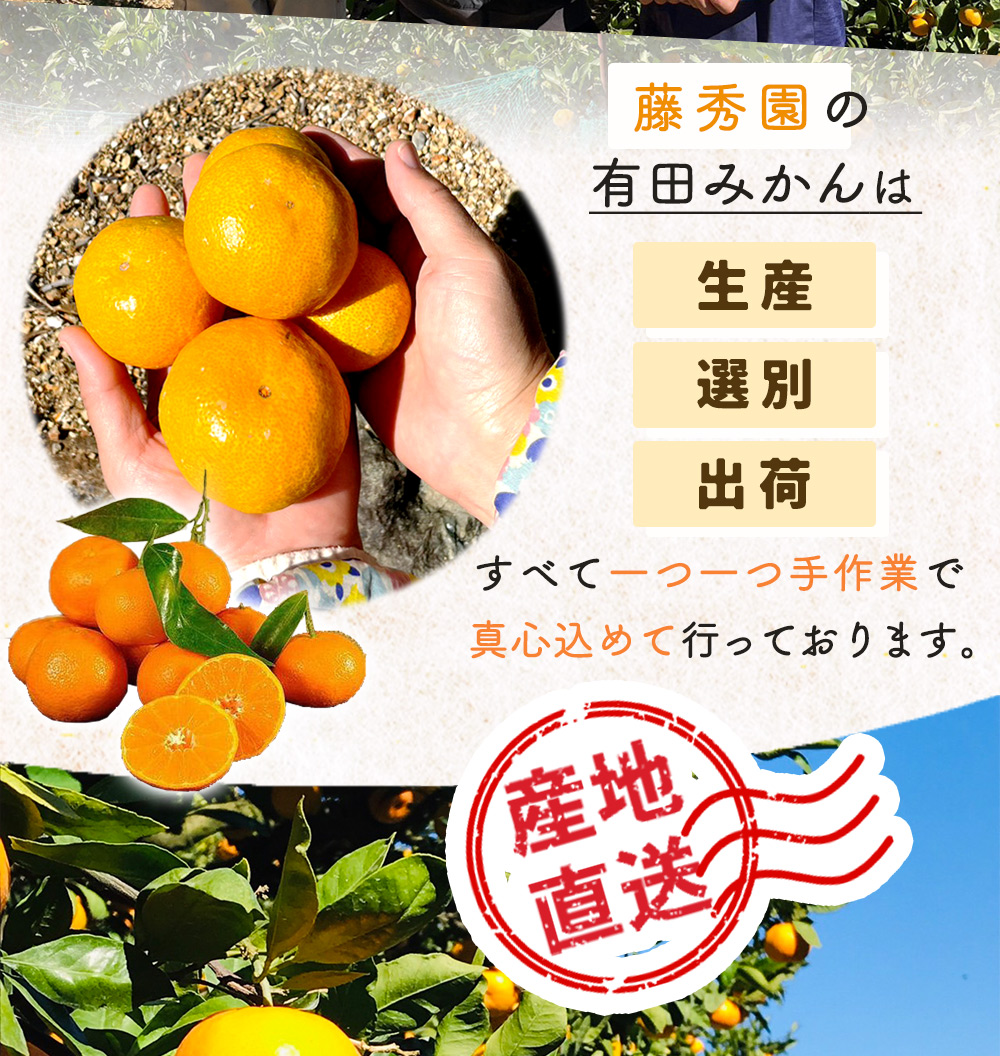 ZT6300_こだわりの 有田みかん 大玉 5kg (2L～3Lサイズ)【訳あり 家庭用】