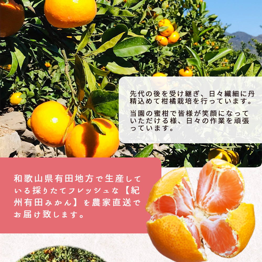 ZT6300_こだわりの 有田みかん 大玉 5kg (2L～3Lサイズ)【訳あり 家庭用】