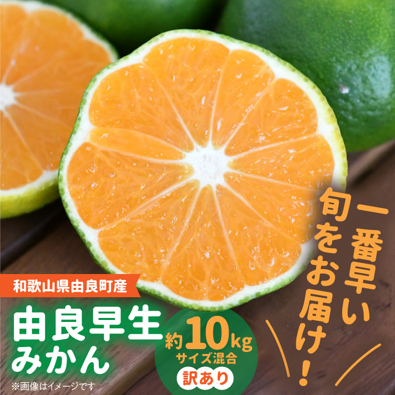 V7444_【2026年先行予約】田村みかん／特選ギフト品10kg【Sサイズ】赤