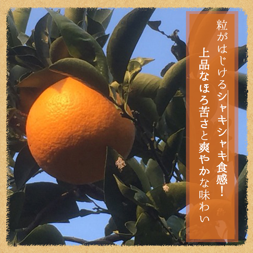 G7105_【2026年先行予約】紀州有田産 木成り完熟 紅八朔 8kg