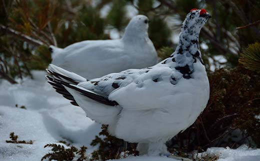 【先行予約】令和7年産 立山 天空の散歩道 吟撰米 特吟 精米 合計10kg 5kg×2袋 立山天空米 低温精米 国産 米 お米 日本米 ギフト 贈り物 備蓄 防災 食品 F6T-761