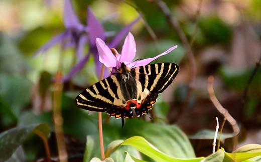 【先行予約】令和7年産 立山 天空の散歩道 吟撰米 特吟 精米 合計10kg 5kg×2袋 立山天空米 低温精米 国産 米 お米 日本米 ギフト 贈り物 備蓄 防災 食品 F6T-761