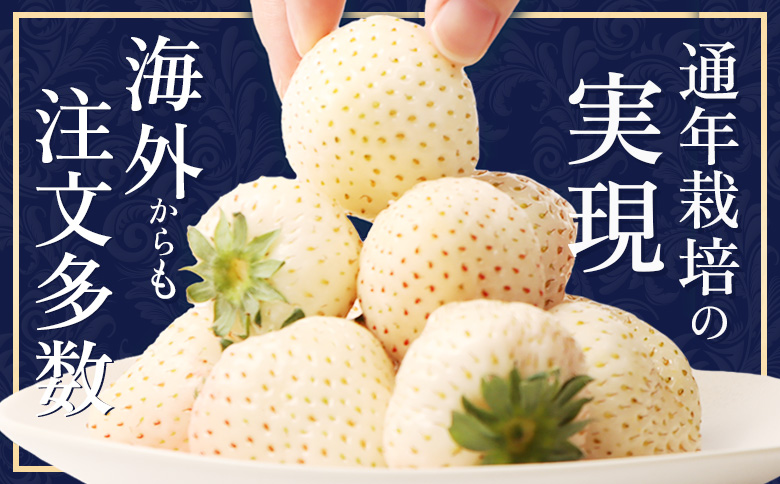 北海道中標津町のふるさと納税 【セゾン限定】【12月以降、随時発送！】【北海道産】ゆきいちご（白いちご） 2Pセット 250g×2 計500g【59004】