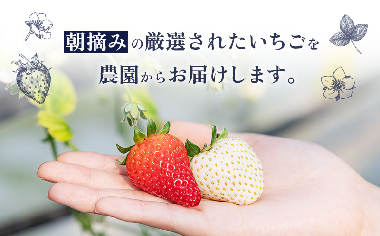 北海道中標津町のふるさと納税 【セゾン限定】【12月以降、随時発送！】【北海道産】ゆきいちご（白いちご） 2Pセット 250g×2 計500g【59004】