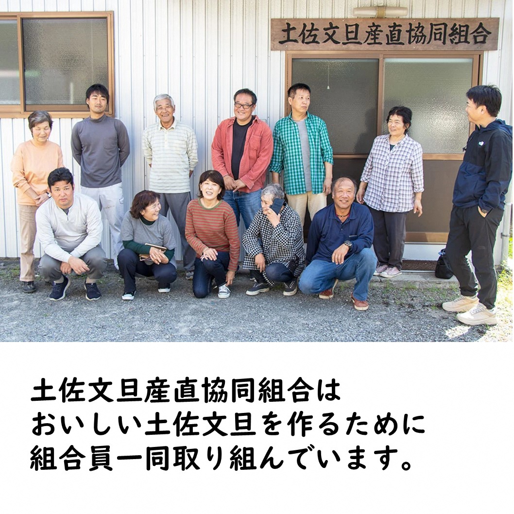 生産者直送　土佐文旦9.5kg[2L～4L]