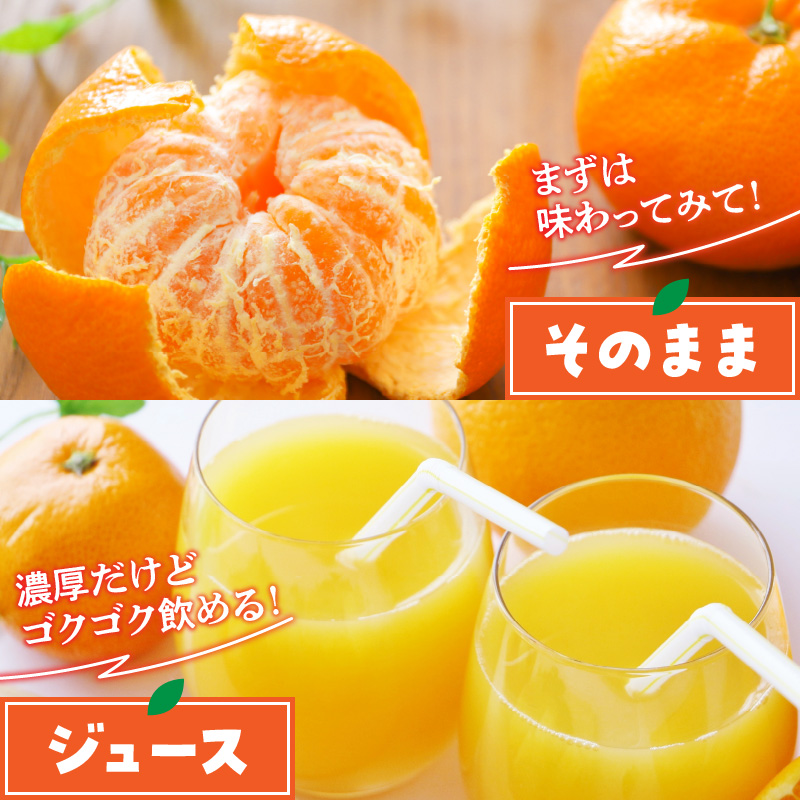 BL6500_産地直送　和歌山県産 有田みかん 5kg