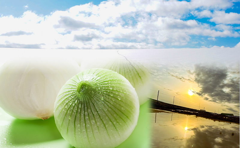 2026年秋発送 梨同等の甘さ！ジューシーで甘い玉ねぎ Lサイズ  約10kg まっくオニオン 玉ねぎ 北海道 富良野 野菜 玉葱 タマネギ