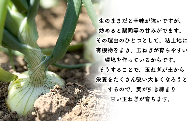 2026年発送 【全2回定期便】 生のまま食べられる！とうもろこし まっくコーン・梨同等の甘さの玉ねぎ まっくオニオン 北海道富良野市 富良野産 ふらの 玉葱 コーン とうもろこし 野菜 旬