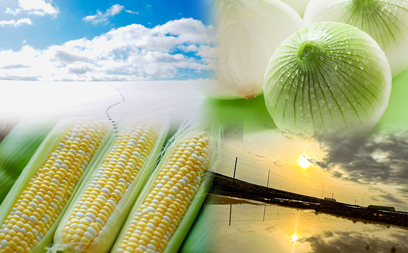 2026年発送 【全2回定期便】 生のまま食べられる！とうもろこし まっくコーン・梨同等の甘さの玉ねぎ まっくオニオン 北海道富良野市 富良野産 ふらの 玉葱 コーン とうもろこし 野菜 旬