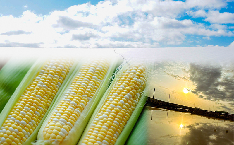 2026年発送 富良野産  生のまま食べれる！とうもろこし まっくコーン　11本　北海道 富良野市 とうきび とうもろこし 旬 季節 ふらの 甘い コーン