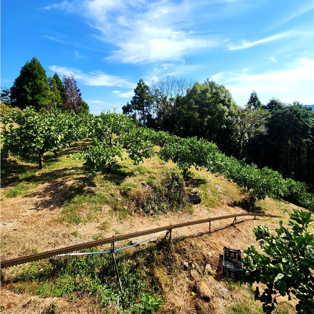 石元農園の土佐文旦　家庭用　約１０キロ（１４～２２玉） 期間限定 先行予約 土佐文旦 文旦 10kg ブンタン ぶんたん 果物 柑橘 フルーツ 高知県産 家庭用 傷 汚れ 美味しい おいしい