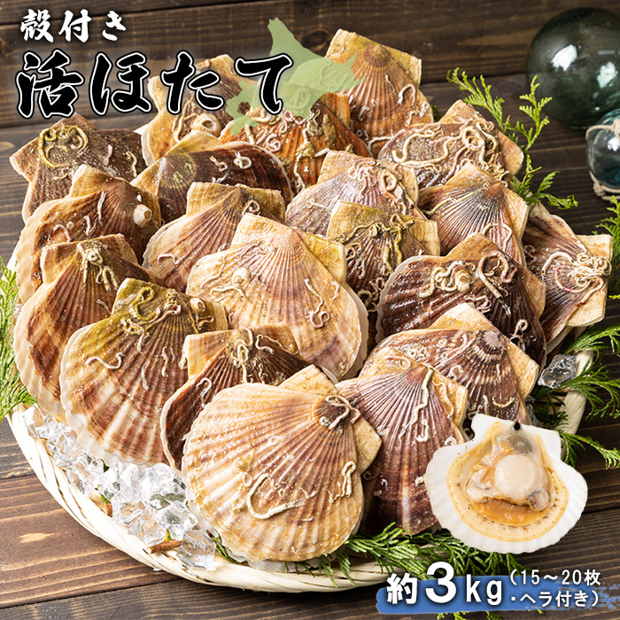 北海道羽幌町のふるさと納税 【予約受付開始！】北海道 羽幌町産 殻付き活ホタテ 約3kg（15～20枚・ヘラ付き）【0910203】