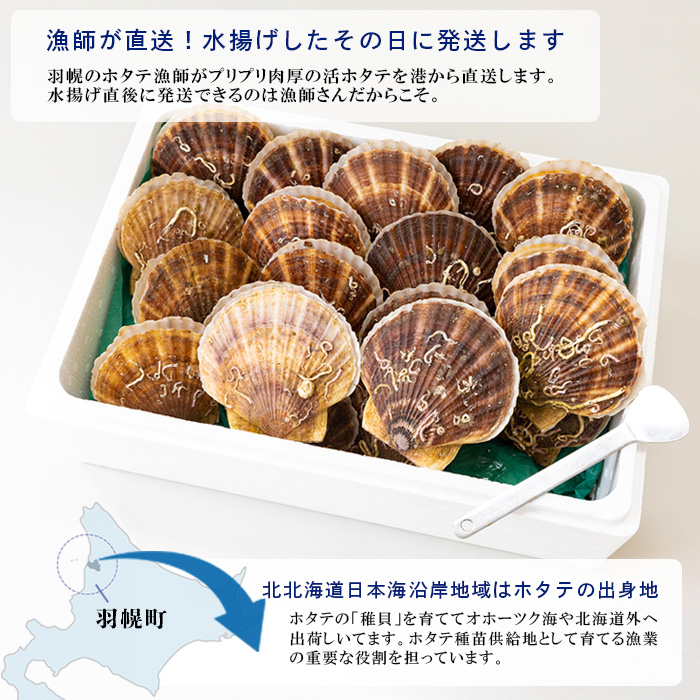 北海道羽幌町のふるさと納税 【予約受付開始！】北海道 羽幌町産 殻付き活ホタテ 約3kg（15～20枚・ヘラ付き）【0910203】