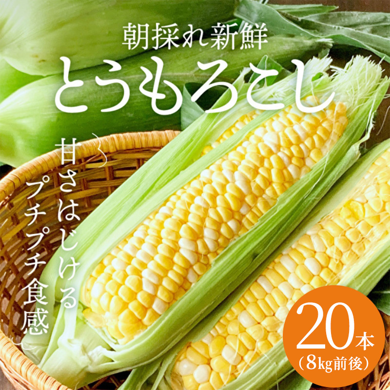 【兵庫県加西市】朝どり とうもろこし 20本(8kg前後)よしよし畑 農家直送