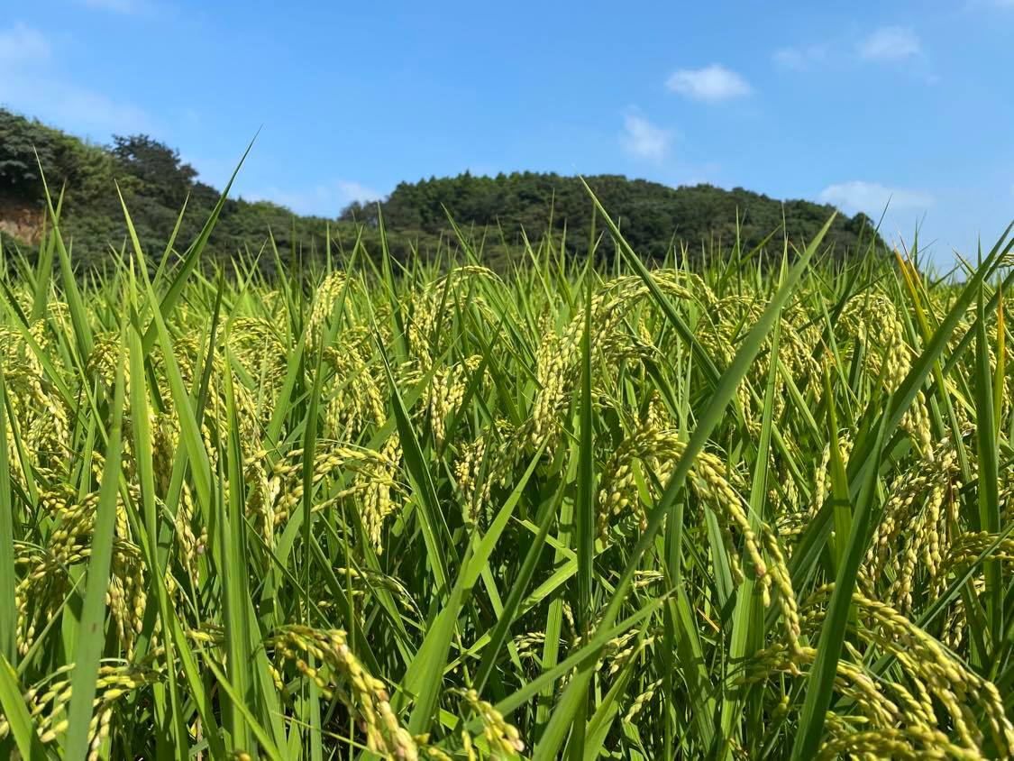 【できるだけ農薬を減らした】R7年産 マキタ超こしひかり 玄米5kg【茨城県共通返礼品・行方市産】【おいしい お米 マキタ 減農薬 安心 げんまい 20000円以下 鹿嶋市】（KBE-75）