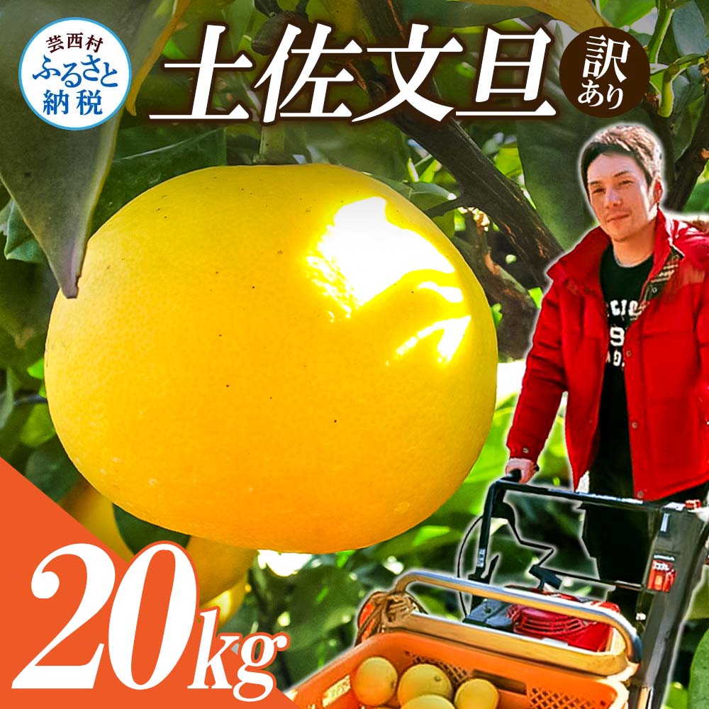 [先行予約]高知県産 訳あり土佐文旦20kg(10kg×2箱)