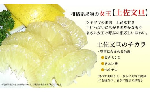 【先行予約】高知県産　訳あり土佐文旦20kg(10kg×2箱)