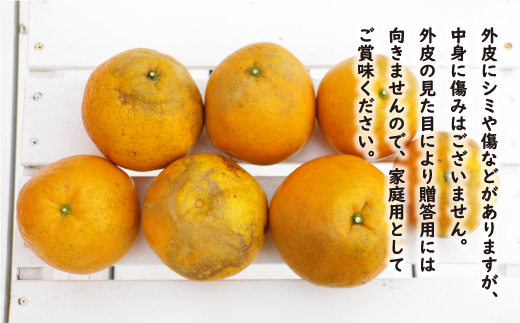 訳あり 紅 河内晩柑 大玉 （ 2L - 5L ） 10kg 7000円 みかん かわちばんかん 愛南ゴールド あいなん ゴールド 美生柑 文旦 グレープフルーツ 和製 幻 の 紅河内晩柑 紅晩柑 希少 家庭用 産地直送 国産 農家直送 糖度 果樹園 期間限定 数量限定 特産品 ゼリー ジュース 果汁 人気 限定 さわやか 甘い フルーツ 果物 柑橘 蜜柑 規格外 愛媛県 愛南町 あいなんマザーズ