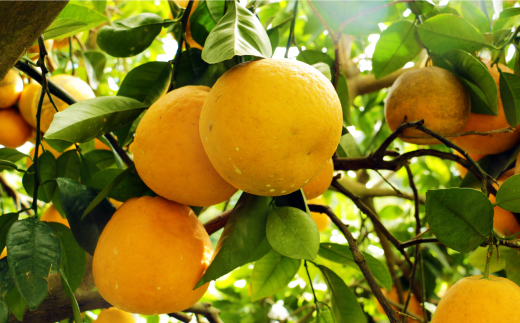 訳あり 紅 河内晩柑 大玉 （ 2L - 5L ） 10kg 7000円 みかん かわちばんかん 愛南ゴールド あいなん ゴールド 美生柑 文旦 グレープフルーツ 和製 幻 の 紅河内晩柑 紅晩柑 希少 家庭用 産地直送 国産 農家直送 糖度 果樹園 期間限定 数量限定 特産品 ゼリー ジュース 果汁 人気 限定 さわやか 甘い フルーツ 果物 柑橘 蜜柑 規格外 愛媛県 愛南町 あいなんマザーズ