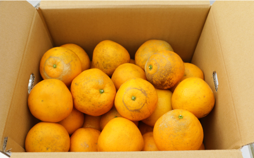 訳あり 紅 河内晩柑 （ S - L サイズ 混合 ） 10kg 7000円 みかん かわちばんかん 愛南ゴールド あいなん ゴールド 美生柑 文旦 グレープフルーツ 和製 幻 の 紅河内晩柑 紅晩柑 希少 家庭用 産地直送 国産 農家直送 糖度 果樹園 期間限定 数量限定 特産品 ゼリー ジュース 人気 限定 さわやか 甘い フルーツ 果物 柑橘 蜜柑 規格外 愛媛県 愛南町 あいなんマザーズ