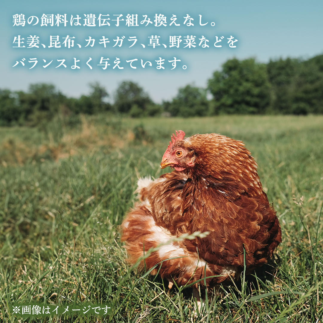 枝さんちのたまご 40個 (M～L40個) 産地直送 たまご 玉子 生卵