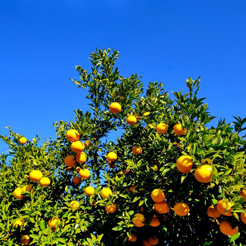 U6301_【2026年先行予約】八朔 秀品 約10kg Lサイズ 和歌山県有田産