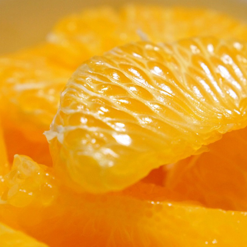 U6301_【2026年先行予約】八朔 秀品 約10kg Lサイズ 和歌山県有田産