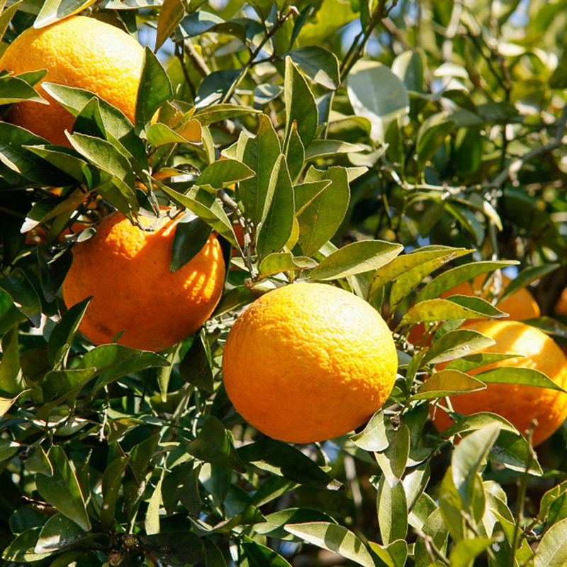 U6304_【2026年先行予約】甘夏 秀品 約9～10kg 和歌山県有田産